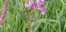 stemleaf  : nom scientifique : Lythrum salicaria L. , Lythrum , Lythraceae 
