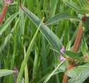 leaf  : nom scientifique : Lythrum salicaria L. , Lythrum , Lythraceae 