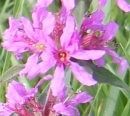flower  : nom scientifique : Lythrum salicaria L. , Lythrum , Lythraceae 