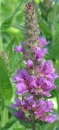 flower : nom scientifique : Lythrum salicaria L. , Lythrum , Lythraceae