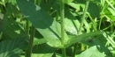 stemleaf : nom scientifique : Lythrum salicaria L. , Lythrum , Lythraceae