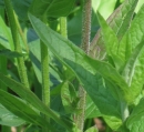 leaf : nom scientifique : Lythrum salicaria L. , Lythrum , Lythraceae