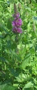 whole : nom scientifique : Lythrum salicaria L. , Lythrum , Lythraceae