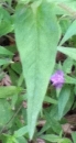 leaf  : nom scientifique : Melampyrum nemorosum L. , Melampyrum , Orobanchaceae 