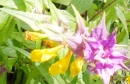 flower : nom scientifique : Melampyrum nemorosum L. , Melampyrum , Orobanchaceae
