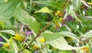 stemleaf : nom scientifique : Melampyrum nemorosum L. , Melampyrum , Orobanchaceae