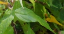 leaf : nom scientifique : Melampyrum nemorosum L. , Melampyrum , Orobanchaceae