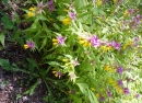 whole : nom scientifique : Melampyrum nemorosum L. , Melampyrum , Orobanchaceae