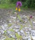 whole : nom scientifique : Melampyrum nemorosum L. , Melampyrum , Orobanchaceae