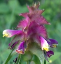 flower  : nom scientifique : Melampyrum cristatum L. , Melampyrum , Orobanchaceae 