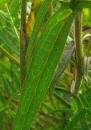leaf  : nom scientifique : Melampyrum cristatum L. , Melampyrum , Orobanchaceae 