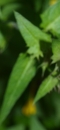 leaf : nom scientifique : Melampyrum nemorosum L. , Melampyrum , Orobanchaceae