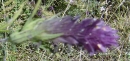 flower  : nom scientifique : Melampyrum nemorosum L. , Melampyrum , Orobanchaceae 