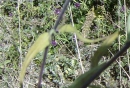 stemleaf  : nom scientifique : Melampyrum nemorosum L. , Melampyrum , Orobanchaceae 