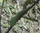 leaf  : nom scientifique : Melampyrum nemorosum L. , Melampyrum , Orobanchaceae 