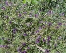 whole  : nom scientifique : Melampyrum nemorosum L. , Melampyrum , Orobanchaceae 