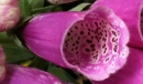 flower  : nom scientifique : Digitalis purpurea L. , Digitalis , Plantaginaceae 