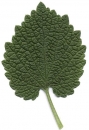 leaf  : nom scientifique : Lamium purpureum L. , Lamium , Lamiaceae 