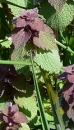 whole  : nom scientifique : Lamium purpureum L. , Lamium , Lamiaceae 