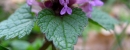 stemleaf  : nom scientifique : Lamium purpureum L. , Lamium , Lamiaceae 