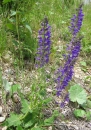 whole  : nom scientifique : Salvia pratensis L. , Salvia , Lamiaceae 