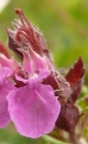 flower  : nom scientifique : Teucrium chamaedrys L. , Teucrium , Lamiaceae 