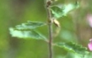 stemleaf  : nom scientifique : Teucrium chamaedrys L. , Teucrium , Lamiaceae 