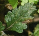 leaf  : nom scientifique : Teucrium chamaedrys L. , Teucrium , Lamiaceae 