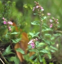 whole  : nom scientifique : Teucrium chamaedrys L. , Teucrium , Lamiaceae 