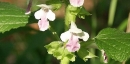 stemleaf  : nom scientifique : Melittis melissophyllum L. , Melittis , Lamiaceae 