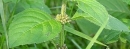 stemleaf  : nom scientifique : Mentha arvensis L. , Mentha , Lamiaceae 
