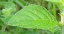 leaf  : nom scientifique : Mentha arvensis L. , Mentha , Lamiaceae 