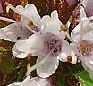 flower  : nom scientifique : Mentha pulegium L. , Mentha , Lamiaceae 