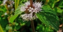 stemleaf  : nom scientifique : Mentha pulegium L. , Mentha , Lamiaceae 