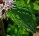 leaf  : nom scientifique : Mentha pulegium L. , Mentha , Lamiaceae 