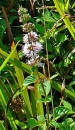 whole  : nom scientifique : Mentha pulegium L. , Mentha , Lamiaceae 