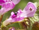 flower  : nom scientifique : Lamium purpureum L. , Lamium , Lamiaceae 