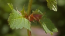 stemleaf  : nom scientifique : Lamium purpureum L. , Lamium , Lamiaceae 