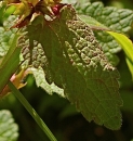 leaf  : nom scientifique : Lamium purpureum L. , Lamium , Lamiaceae 