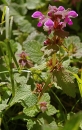 whole  : nom scientifique : Lamium purpureum L. , Lamium , Lamiaceae 