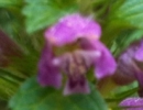 flower : nom scientifique : Lamium maculatum L. , Lamium , Lamiaceae