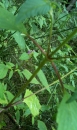 stemleaf : nom scientifique : Lamium maculatum L. , Lamium , Lamiaceae