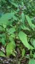 whole : nom scientifique : Lamium maculatum L. , Lamium , Lamiaceae