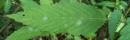 leaf : nom scientifique : Lamium maculatum L. , Lamium , Lamiaceae