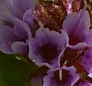 flower  : nom scientifique : Satureja hortensis L. , Satureja , Lamiaceae 