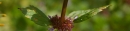 stemleaf  : nom scientifique : Satureja hortensis L. , Satureja , Lamiaceae 