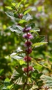 whole  : nom scientifique : Satureja hortensis L. , Satureja , Lamiaceae 