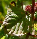 leaf  : nom scientifique : Satureja hortensis L. , Satureja , Lamiaceae 
