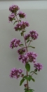 whole  : nom scientifique : Origanum vulgare L. , Origanum , Lamiaceae 