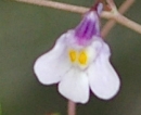 flower  : nom scientifique : Cymbalaria muralis P. Gaertn., B. Mey. & Scherb. , Cymbalaria , Plantaginaceae 